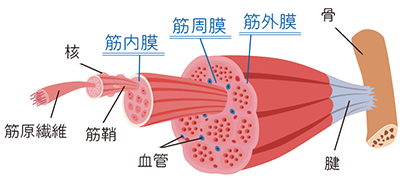 筋膜の図